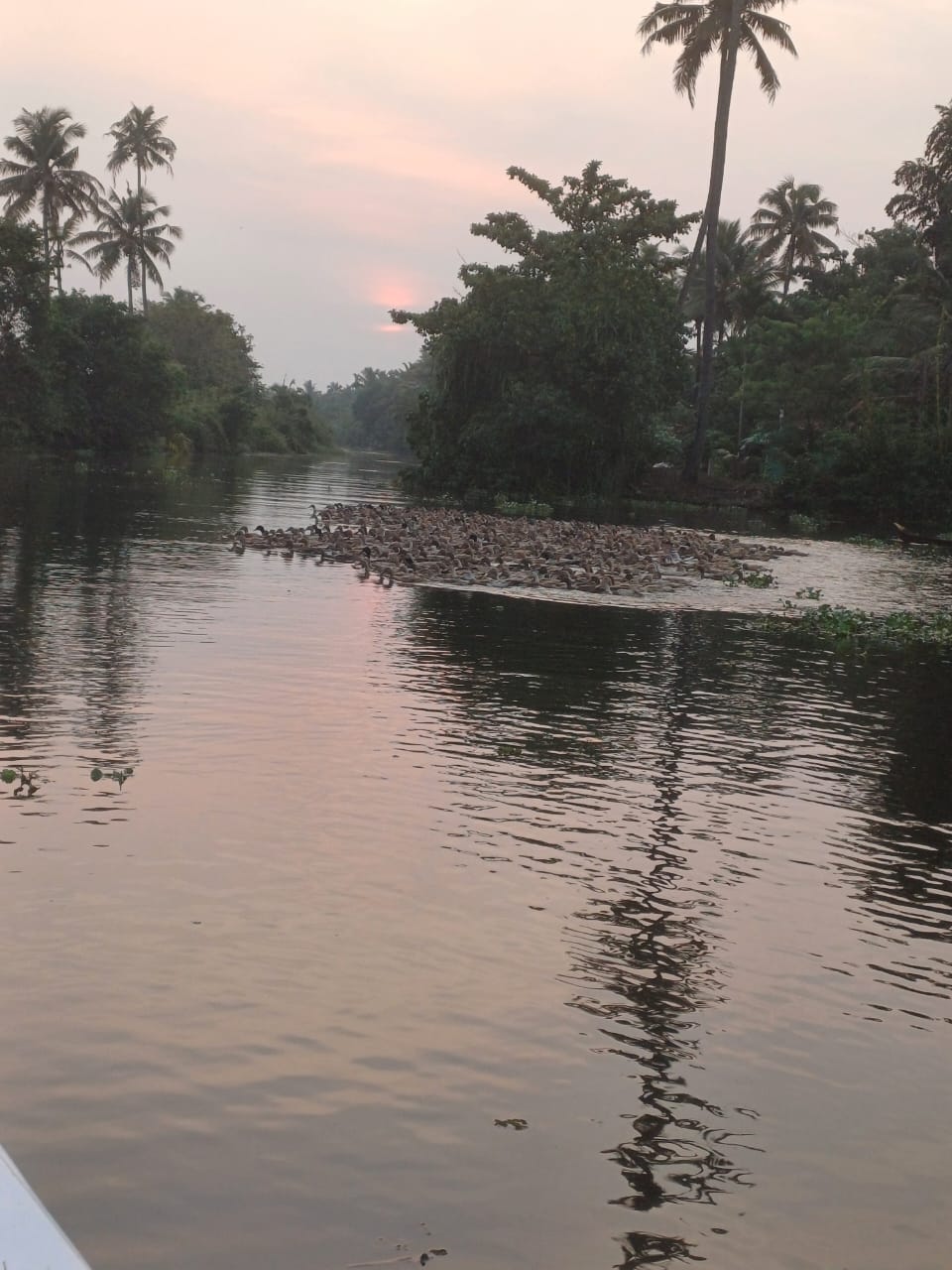 Early morning mist on Kumarakom backwaters